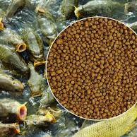 images (1) Rainbow Trout