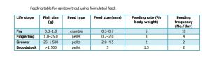 Rainbow Trout feeding