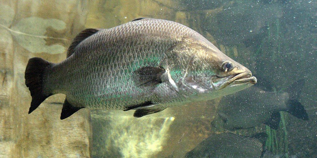 Asian sea bass Asian sea bass