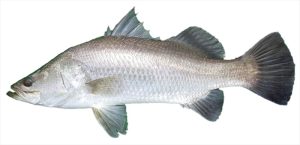 Asian sea bass