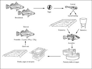 Asian sea bass growth stages
