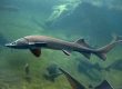 Sturgeon feed