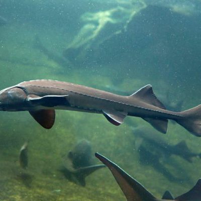 Sturgeon5 Sturgeon feed