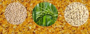 flaking, flake feed